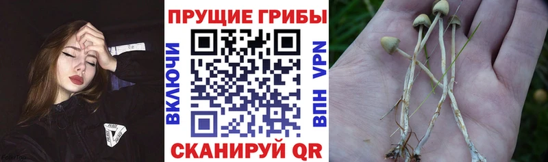 Галлюциногенные грибы Psilocybine cubensis  купить наркоту  Покров 